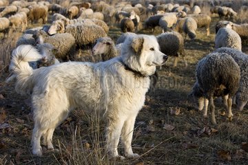 Pyrenean Mountain Dog and Sheep 'Mérinos d'Arles' Provence