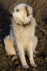 Pyrenean Mountain Dog in a meadow in winter Provence France