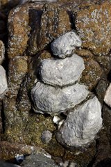 Pacific Oysters on rock from oyster beds Britain France