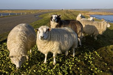 Sheep on dike Zealand Netherlands