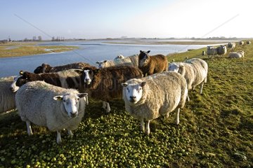 Sheep on dike Zealand Netherlands