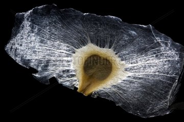 Seed of tropical American tree on black background