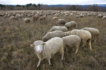 Sheep grazing temporary winter Provence France