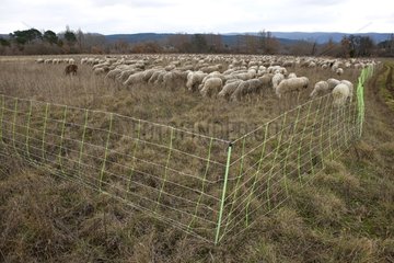 Sheep grazing temporary winter Provence France