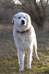 Pyreneean Mountain Dog standing in winter Provence France