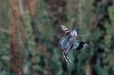 Blue-wingend grasshopper flying Auvergne France
