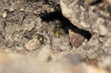 Germanic wasp makes its nest with a hole in rodent France