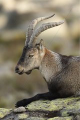 Portrait of a male Spanish ibex Sierra de Gredos Spain