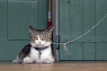 Cat domesticates attached by a string [AT]