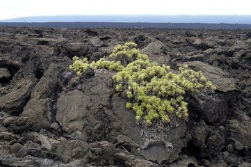 Scalésia sur un champ de lave Ile d'Isabela Galapagos