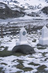 Male Antarctic Fur Seal resting on a tomb South Georgia
