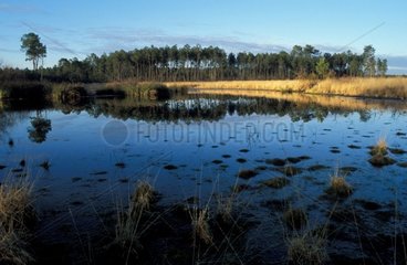 Pond in the Regional Natural reserve of the Moors of Gascogne