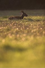 Young Red Deer ina meadow Europe