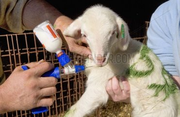 Injektion auf einem neugeborenen Lamm Frankreich