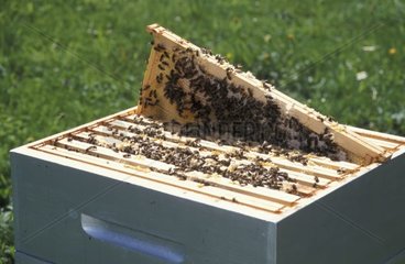 Honigrahmen nach der Öffnung des Frankreichbienenstocks