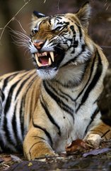 Junger Tiger des gestöhnten männlichen Bengal PN Bandhavgarh Indien