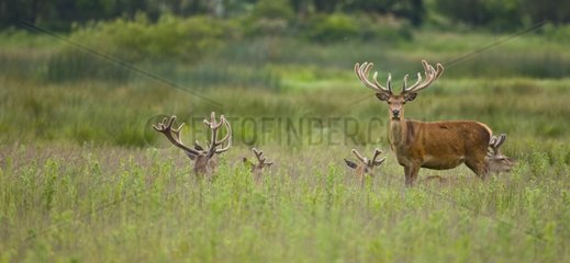Group of Red Deer in Spain