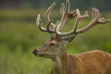 Portrait of a Red Deer in Spain