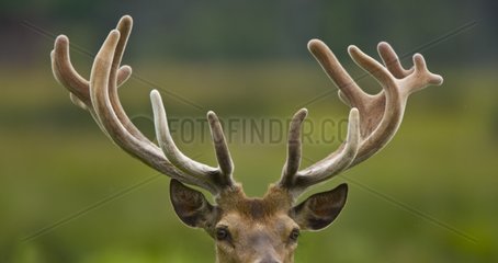 Portrait of a Red Deer in Spain
