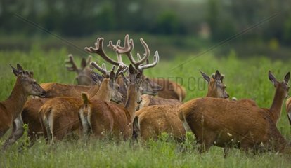Group of Red Deers in Spain