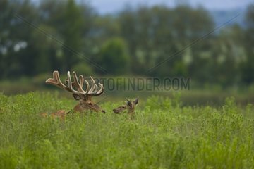 Red Deers in Spain