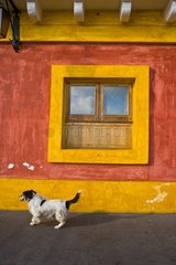 Dog walking in front of a fenster Stromboli Island