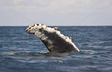 Humpback Whale Silver Bank Dominican Republic