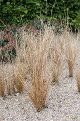 Carex grass
