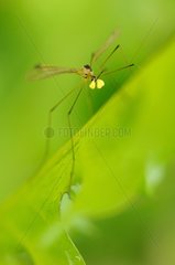 Close up of a Cranefly Normandy France