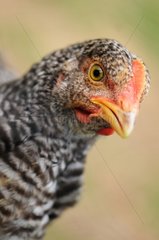 Portrait of a Hen Cuckoo Rennes Normandy France