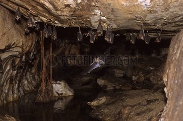 Diadem Roundleaf -Fledermäusekolonie in einer Höhle Malaysia