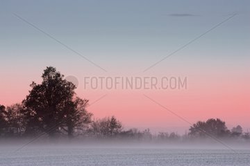 Morning Fog November Dombes Ain France [at]