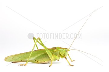 Lily Bush Cricket green form on white background