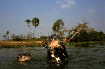 Riese Otter in Pantanal Brasilienwasser
