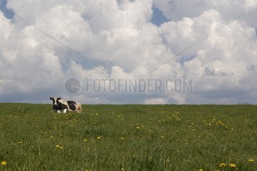 Prim'holstein Cow in einem vor Frankreich liegenden