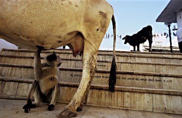 Langur unter einer heiligen Kuh -Pushkar -Indien