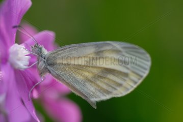 Large White placed on a pink flower France