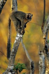 Mayotte Lemur attemptive on a tree Mayotte