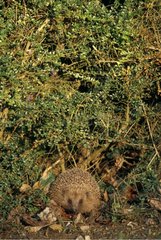 European Hedgehog in a hedge observing Picardie