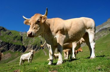 Kühe im Nationalpark der Pyrenäen Frankreich