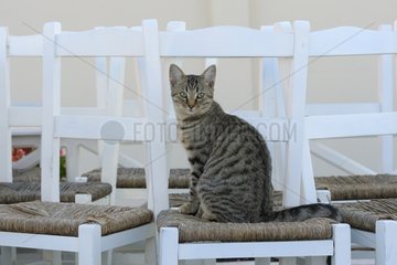 Domestic Cat on a chair Cyclades islands Greece