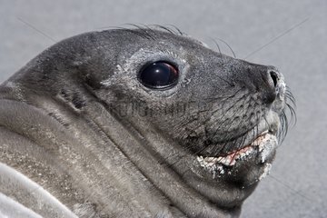Portrait of a Northern elephant seal in Falkland Islands