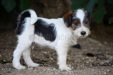 Young Fox Terrier standing France