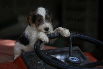 Young Fox-Terrier paws on the steering wheel of a tractor