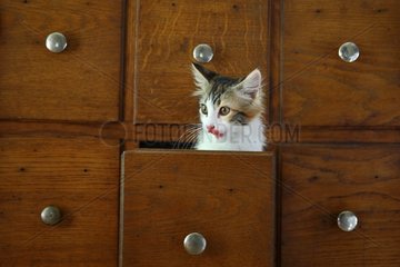 Kitten in a wooden drawer France