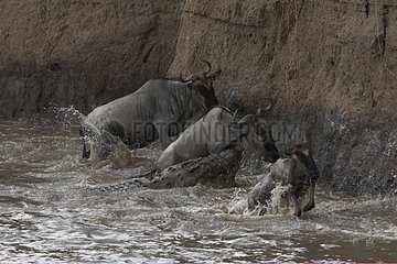 Wildebeests after crossing a river Masai Mara Kenya