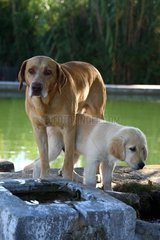 Young Golden Retriever and yellow Dog at the edge of a pool