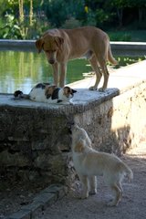 Golden Retriever Cat and yellow Dog at the edge of a pool