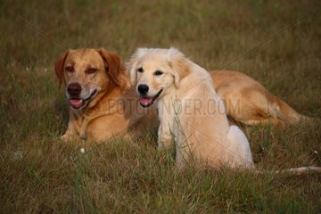 Young Golden Retriever and yellow Dog lying in grass