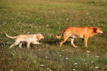 Young Golden Retriever and yellow Dog walking in a meadow